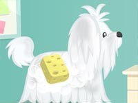 Cutie Pet Care
