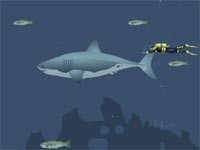 Mad Shark