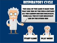 Respiratory Cycle