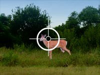 Caccia Al Cervo In Kansas